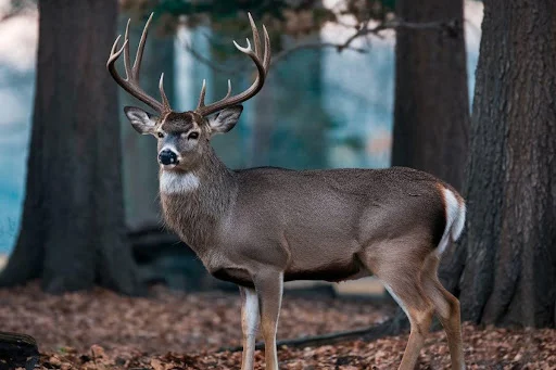 Male Deer Names 