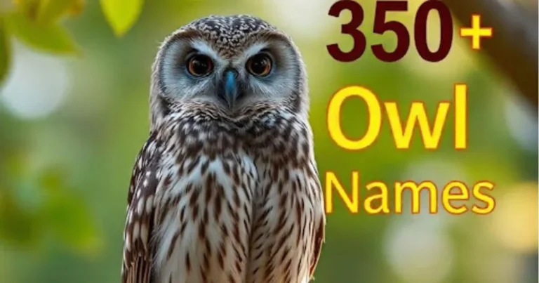 owl name