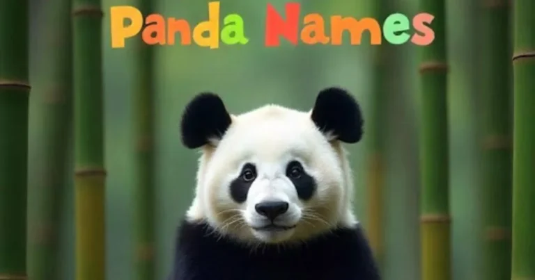 panda names