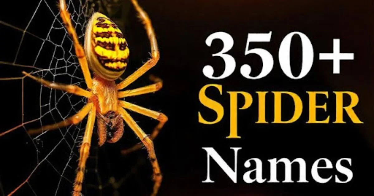 spider names